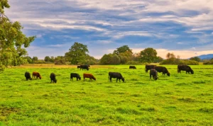 Ilustrasi: Peternakan susu sapi di KBB.