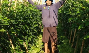 Harga Cabai Rawit Merah di Sukabumi Melonjak Tinggi, Petani Ungkap Penyebabnya Harga Cabai Rawit Merah di Sukabumi Melonjak Tinggi, Petani Ungkap Penyebabnya