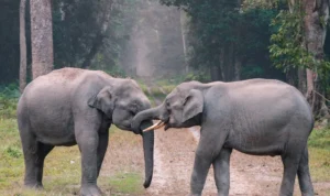 World Animal Day, Celebrating and Protecting Our Animal Friends