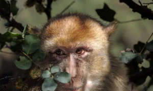 Kasus Cacar Monyet Muncul di Kota Bandung, Ini Respons dari Dinkes!