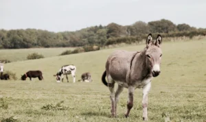Hari Hewan Sedunia, Memperingati Keberagaman Hewan di Bumi