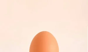 Hari Telur Sedunia, Kegunaan dan Kepentingan Telur dalam Kehidupan