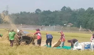 Petani di Kabupaten Bekasi Panen Seperti Biasa di Tengah Kekeringan, ini Alasannya