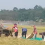 Petani di Kabupaten Bekasi Panen Seperti Biasa di Tengah Kekeringan, ini Alasannya