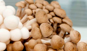 Ketahui Manfaat yang Diperoleh Dari Mengonsumsi Jamur Shimeji Ketahui Manfaat yang Diperoleh Dari Mengonsumsi Jamur Shimeji