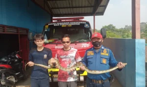 Hendak Ronda Malam, Warga Sukaraja Sukabumi Temukan Ular di Pinggir Sungai