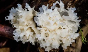 Bermanfaat Bagi Kesehatan Kulit, Ketahui Apa Itu Jamur Tremella