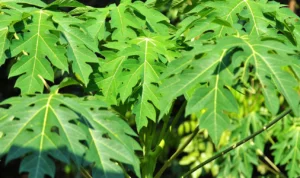 Manfaat Daun Pepaya yang Kaya Akan Khasiat untuk Kesehatan Manfaat Daun Pepaya yang Kaya Akan Khasiat untuk Kesehatan