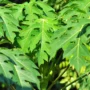 Manfaat Daun Pepaya yang Kaya Akan Khasiat untuk Kesehatan