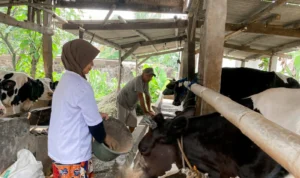 Inovasi! GMP Sulap Feses Perternakan Jadi Biogas untuk Dulang Cuan bagi Warga Ganjar Muda Padjajaran (GMP) memberikan penyuluhan pemanfaatan potensi peternakan kepada warga di RT3/3 Kampung Gunung, Desa Tonjong, Kecamatan Tajurhalang, Kabupaten Bogor, Sabtu 11 November 2023.