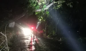 Hujan Deras Guyur Sukabumi, Pohon 25 Meter Tumbang Timpa Kabel Listrik / BPBD Sukabumi