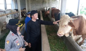 Wakil Wali Kota Bogor, Dedie A. Rachim saat meninjau lokasi kandang sapi kelompok tani di Kelurahan Mekarwangi, Kecamatan Tanah Sareal, Kamis (16/11). (Yudha Prananda / Jabar Ekspres)
