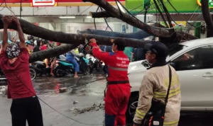 Pohon tiban satu mobil yang sedang melaju di Bandung akibat hujan deras dan angin kencang (14/11).