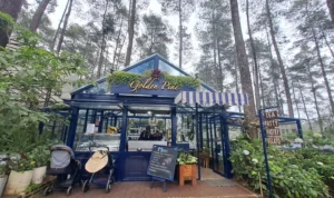Sambut Natal dan Tahun Baru, Golden Pine Orchid Forest Cikole Hadirkan Inovasi Kreatif