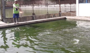 Seorang petugas Diskanak Kabupaten Sumedang sedang memberi makan kepada ikan yang diternak.