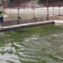 Seorang petugas Diskanak Kabupaten Sumedang sedang memberi makan kepada ikan yang diternak.