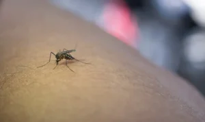 Viral Nyamuk Wolbachia, Apa Itu? Disebut Bisa Lawan DBD, Ini Faktanya!