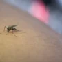 Viral Nyamuk Wolbachia, Apa Itu? Disebut Bisa Lawan DBD, Ini Faktanya!