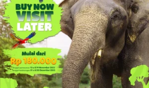 Promo Buy Now Visit Later Sudah Bisa Dipesan, Masuk Taman Safari Bogor Hanya Rp180 Ribu! Promo Buy Now Visit Later Sudah Bisa Dipesan, Masuk Taman Safari Bogor Hanya Rp180 Ribu!