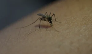 Nyamuk Wolbachia, Senjata Baru Lawan Demam Berdarah! Nyamuk Wolbachia, Senjata Baru Lawan Demam Berdarah!