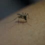 Nyamuk Wolbachia, Senjata Baru Lawan Demam Berdarah!