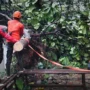 Waspada! 242 Pohon di Kota Bogor Berstatus Rawan, 25 Diantaranya Sudah Tumbang di November Ini