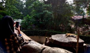 Kenalan dengan Kuna dan Jelita, Dua Harimau Koleksi Baru Kebun Binatang Bandung MALU-MALU : Harimau Siberia dan Benggala koleksi baru Kebun Binatang Bandung / Hendrik Muchlison