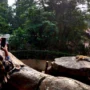 MALU-MALU : Harimau Siberia dan Benggala koleksi baru Kebun Binatang Bandung / Hendrik Muchlison