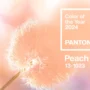 Tren Warna Tahun 2024: Peach Fuzz, Apa Maknanya? Simak di Sini!
