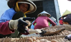 Petani kentang memilah hasil panen di kasawan Desa Tarumajaya, Kabupaten Bandung. (Pandu Muslim/Jabar Ekspres)