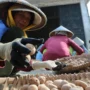 Petani kentang memilah hasil panen di kasawan Desa Tarumajaya, Kabupaten Bandung. (Pandu Muslim/Jabar Ekspres)