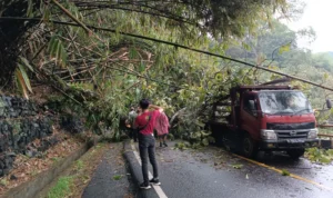 Pohon Tumbang di Jalan Cadas Pangeran Sumedang Timpa Dua Kendaraan