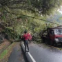 Pohon Tumbang di Jalan Cadas Pangeran Sumedang Timpa Dua Kendaraan