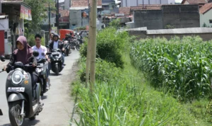 Menakar Pertanian di Jabar yang Makin 'SURAM' SURAM: Pertanian di Jabar kian menyedihkan.