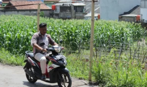 Perda RTRW 2022-2042, Bentuk Komitmen Menjaga Lahan Pertanian KOMITMEN: Perda RTRW 2022-2042 merupakan bentuk keseriusan Pemprov Jabar dalam menjaga lahan pertanian.