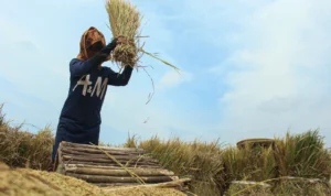 EVALUASI: DPRD Jabar meminta Pemprov melakukan evaluasi Program Petani Milenial.