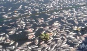 Cuaca Ekstrem, Kematian Ikan di Waduk Saguling Akibat Fenomena Upwelling
