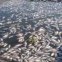 Cuaca Ekstrem, Kematian Ikan di Waduk Saguling Akibat Fenomena Upwelling