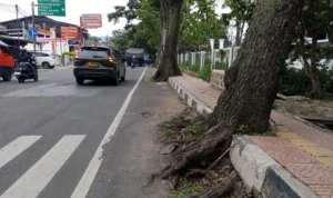 Trotoar di Jalan Jenderal Sudirman Cimahi Rusak Akibat Akar Pohon