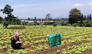 Antisipasi Penurunan Lahan, DPKP KBB Lakukan Kajian di Dua Kecamatan Wilayah Selatan