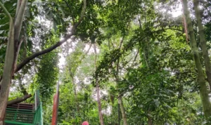 Babakan Siliwangi, wisata alam yang terletak di tengah Kota Bandung.