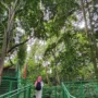 Babakan Siliwangi, wisata alam yang terletak di tengah Kota Bandung.