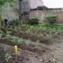 Penurunan Produksi Cabai UMKM dan KWT Berseri Cigugur Tengah Kota Cimahi