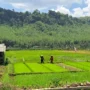 Gegara El Nino, Petani di Kota Banjar Telat Masa Tanam Petani mulai memindahkan bibit padi ke lahan siap tanam di sawah irigasi di Wilayah Kecamatan Pataruman, Kota Banjar, Rabu 20 Desember 2023.