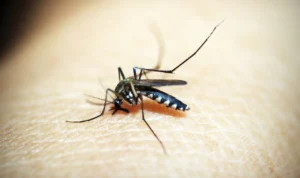 Warga KBB diimbau waspada terhadap nyamuk Aedes Aegypti.