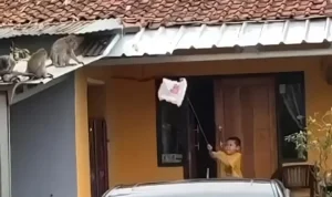 Sejumlah Monyet Diduga Turun Gunung dan Menyasar Rumah-Rumah Warga di Solokanjeruk Bandung