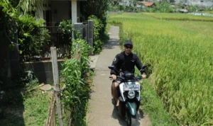 ILUSTRASI : Lahan pertanian di Bandung yang terhimpit hunian.(Pandu Muslim)