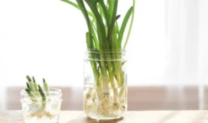 3 Rahasia Simpan Daun Bawang, Dijamin Bikin Awet!