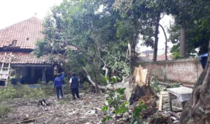 Pohon Tumbang Timpa Bangunan, Imbas Hujan Deras Disertai Angin Kencang di Padasuka Cimahi
