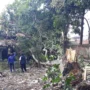 Pohon Tumbang Timpa Bangunan, Imbas Hujan Deras Disertai Angin Kencang di Padasuka Cimahi